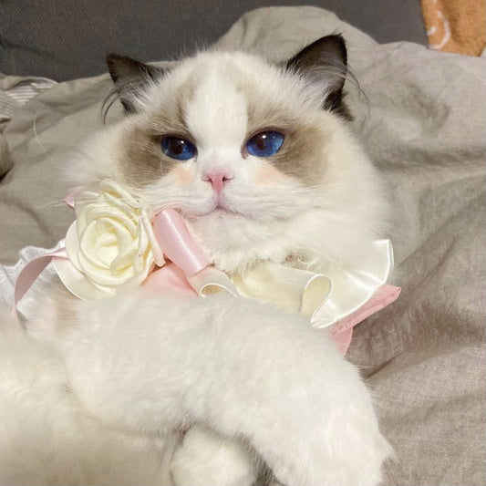 Flower Cat Bandana Collar